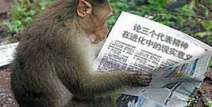 猴子搞笑图片,搞笑猴子图片集锦，欢乐瞬间尽收眼底