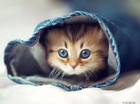 娱乐吃瓜君罗小猫,娱乐吃瓜界的“猫界网红”