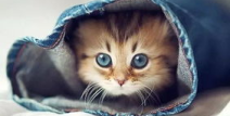 娱乐吃瓜君罗小猫,娱乐吃瓜界的“猫界网红”